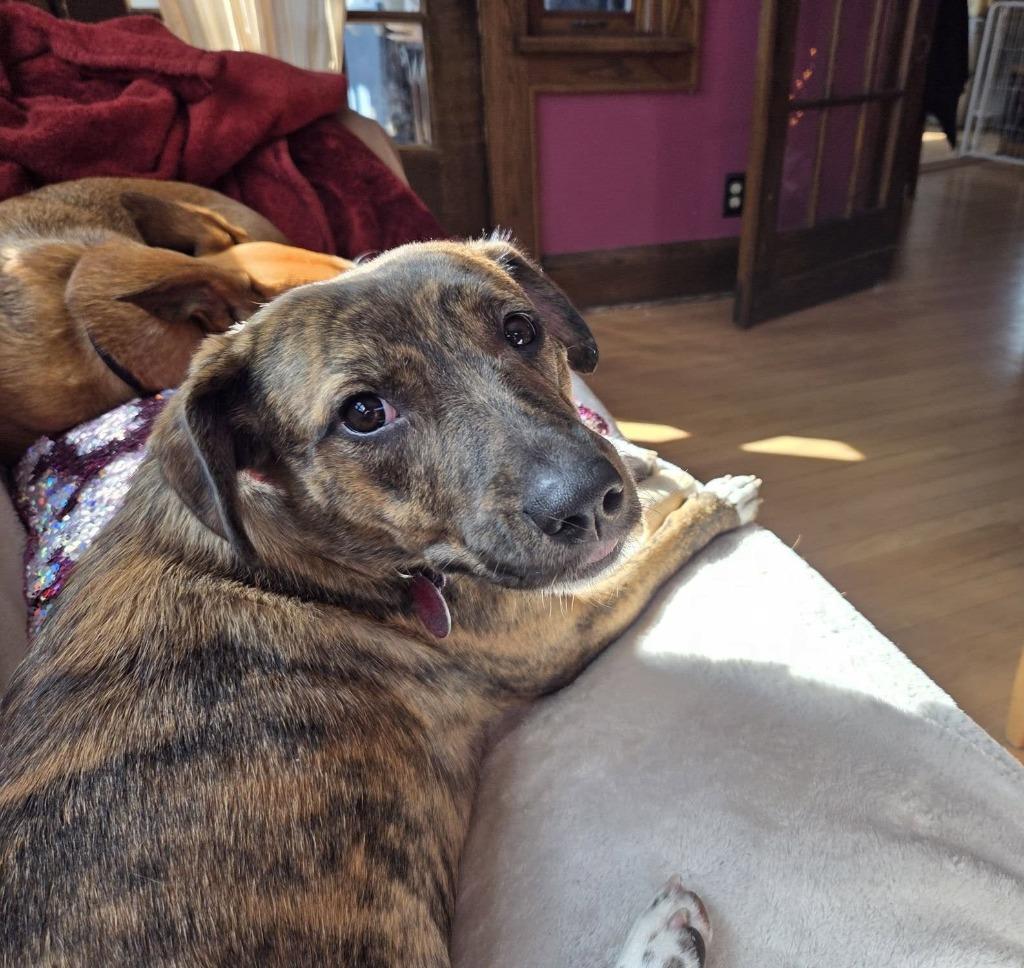 Enlarge Holly Berry $450, a Adoptable mixed breed in Milwaukee, WI image 3/6