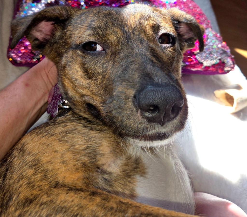 Enlarge Holly Berry $450, a Adoptable mixed breed in Milwaukee, WI image 4/6