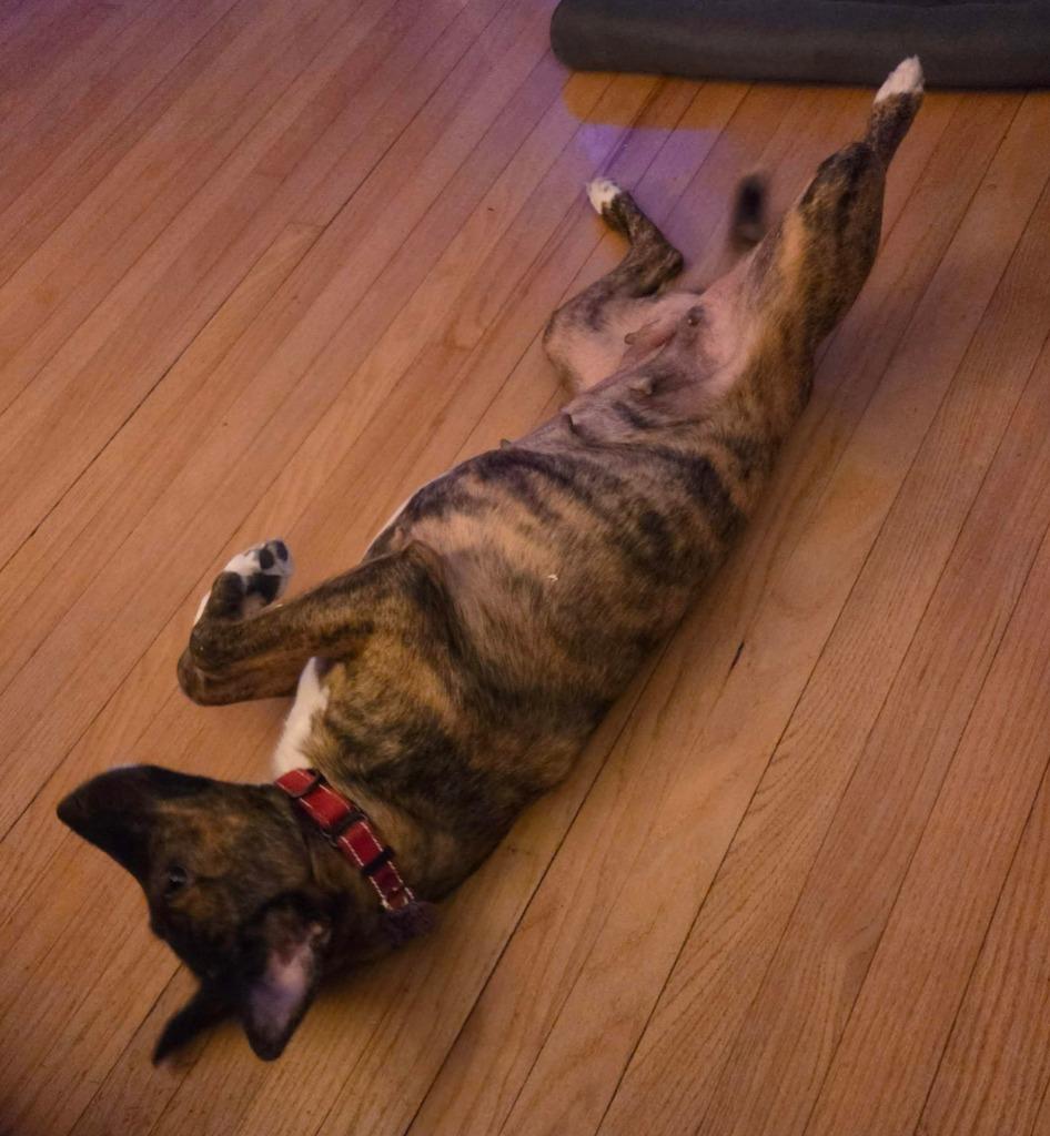 Enlarge Holly Berry $450, a Adoptable mixed breed in Milwaukee, WI image 5/6