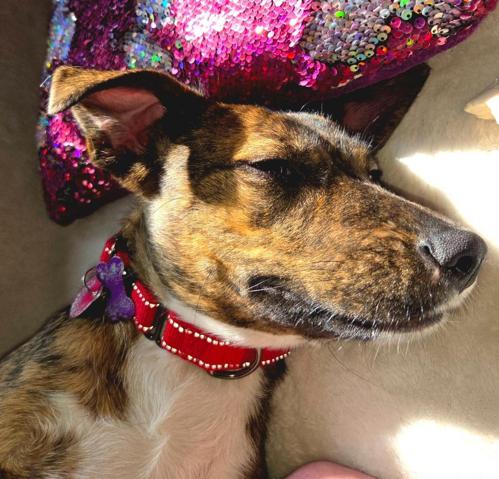 Enlarge Holly Berry $450, a Adoptable mixed breed in Milwaukee, WI image 6/6