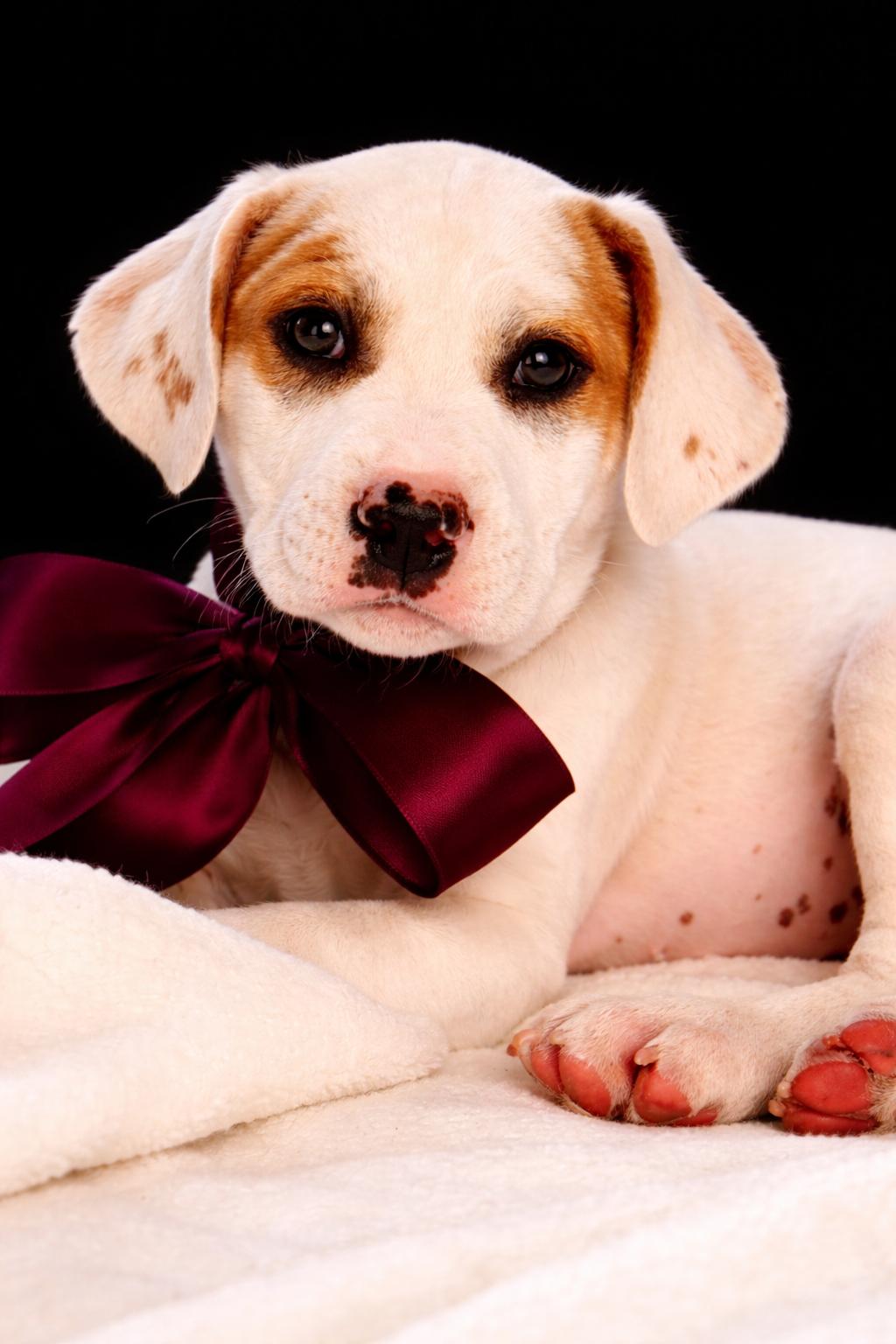 Enlarge Peepers, an adopted mixed breed in Jacksonville, FL image 2/3