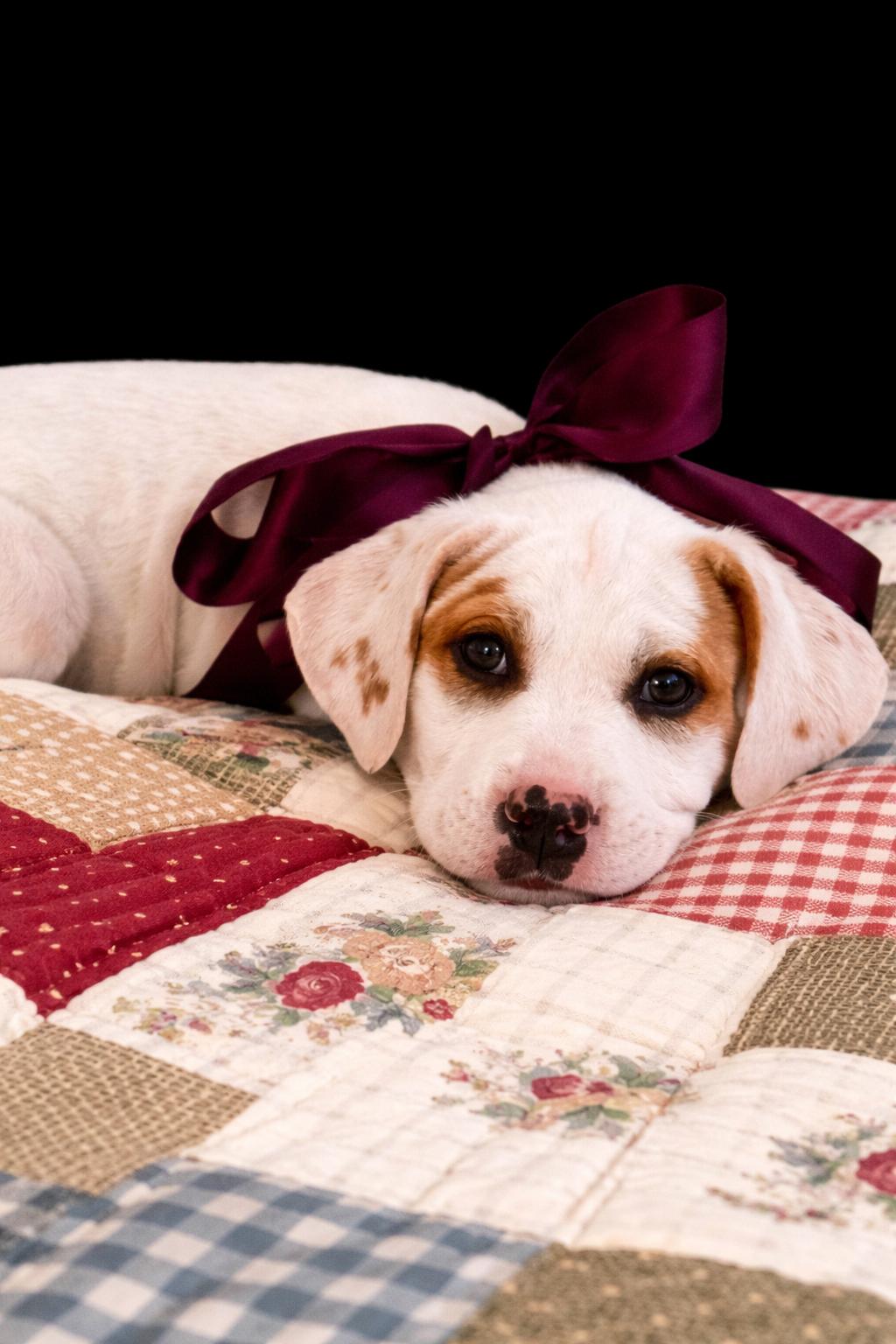 Enlarge Peepers, an adopted mixed breed in Jacksonville, FL image 3/3