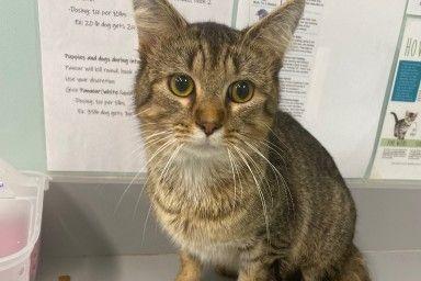 Loki, Adoptable, Young Male Domestic Short Hair.