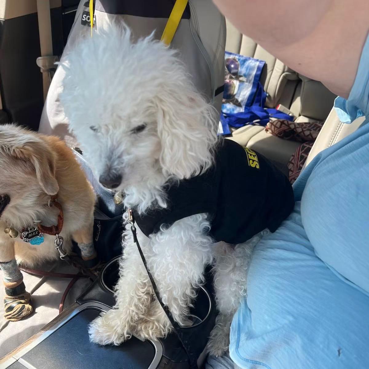 Buddy, an adopted Poodle in Midland, MI image 2/3