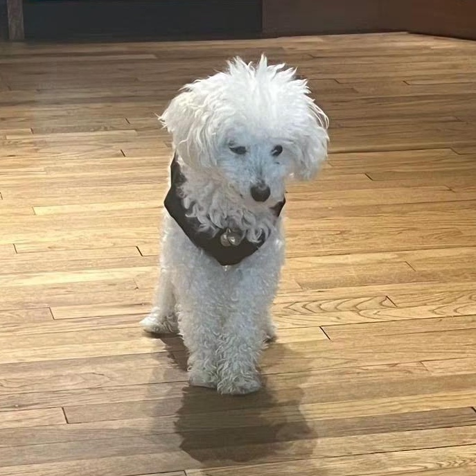 Buddy, adopted, Senior Male Poodle.
