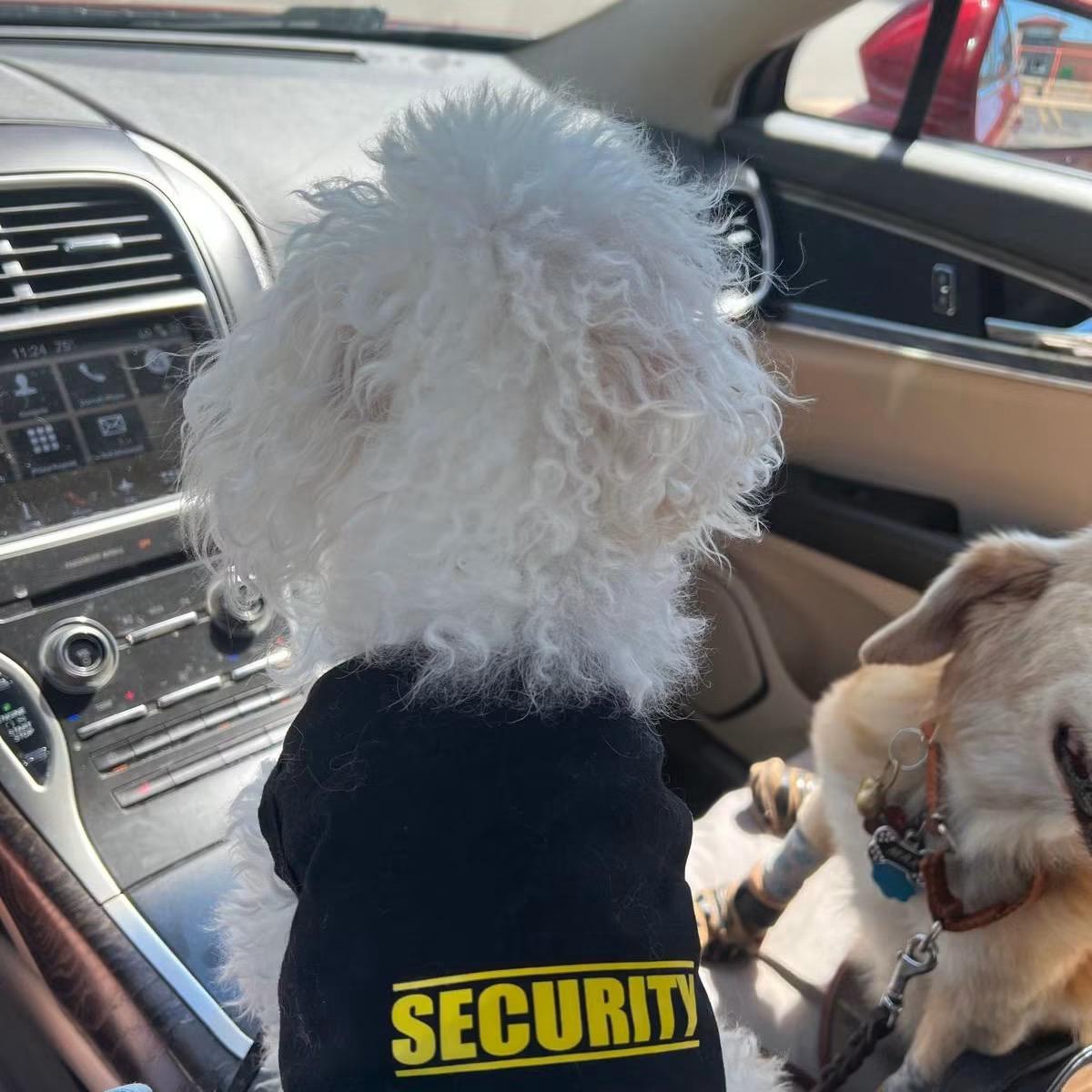 Buddy, an adopted Poodle in Midland, MI image 3/3