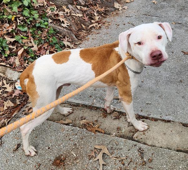 Pen 204c Elvis, Adoptable, Adult Male Pit Bull Terrier.