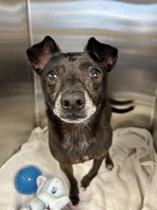 Taz, a Adoptable Mixed Breed in DeKalb, IL image 1/2