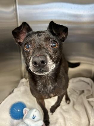 Taz, a Adoptable Mixed Breed in DeKalb, IL image 2/2