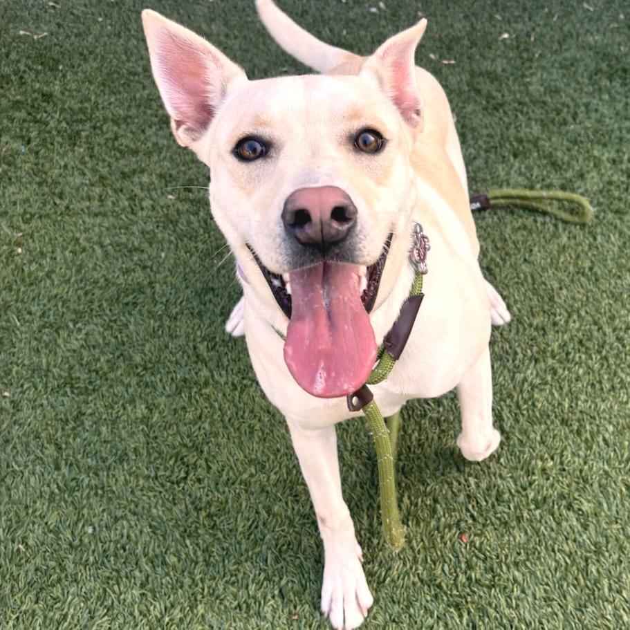 Leia, Adoptable, Young Female Husky & Pit Bull Terrier.