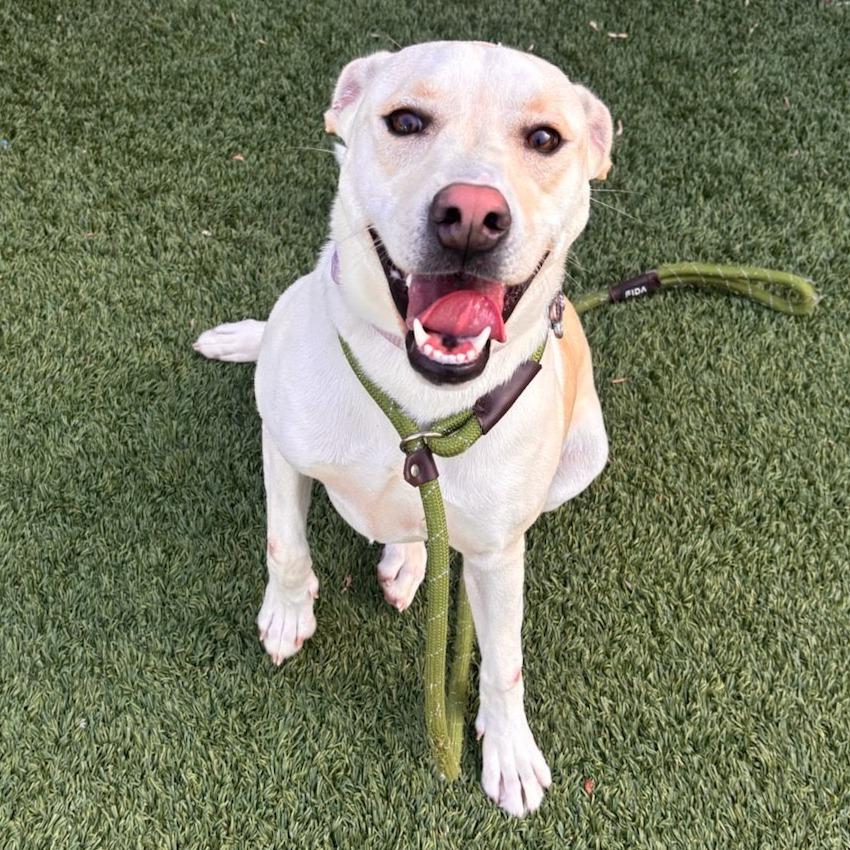 Enlarge Leia, a Adoptable mixed breed in Belleville, IL image 2/3