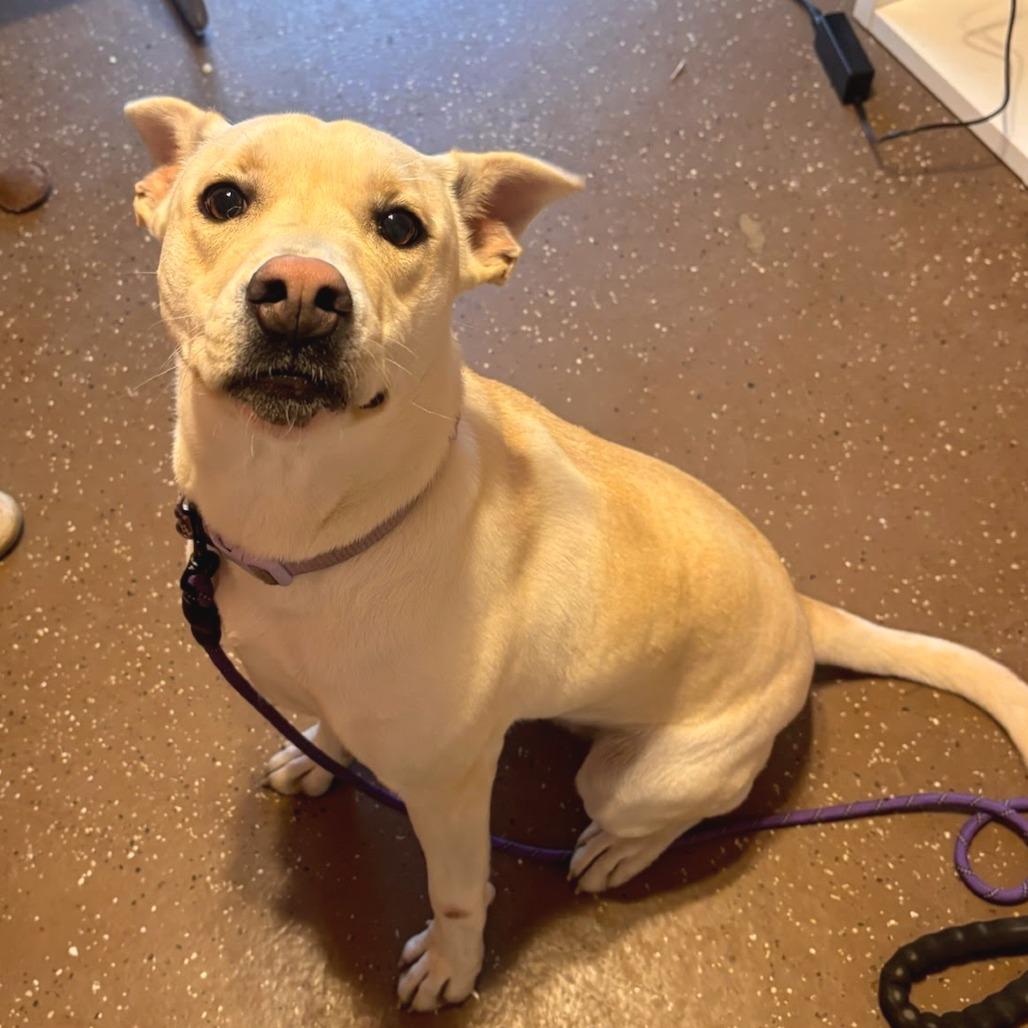 Enlarge Leia, a Adoptable mixed breed in Belleville, IL image 3/3