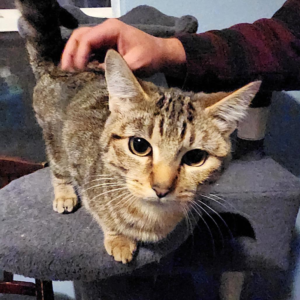 Bechamel, a Adoptable Domestic Short Hair in Milbank, SD image 1/4