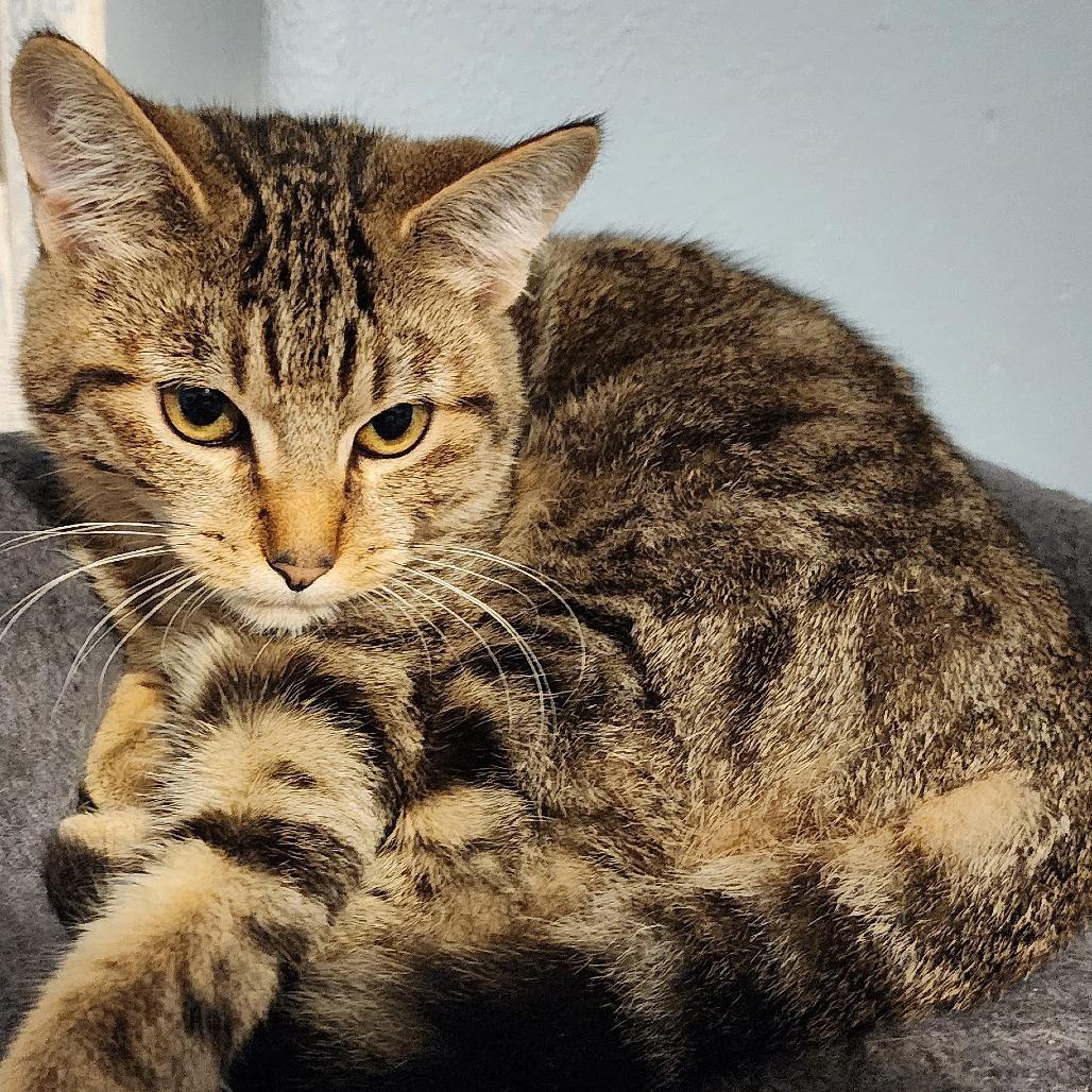 Bechamel, a Adoptable Domestic Short Hair in Milbank, SD image 2/4