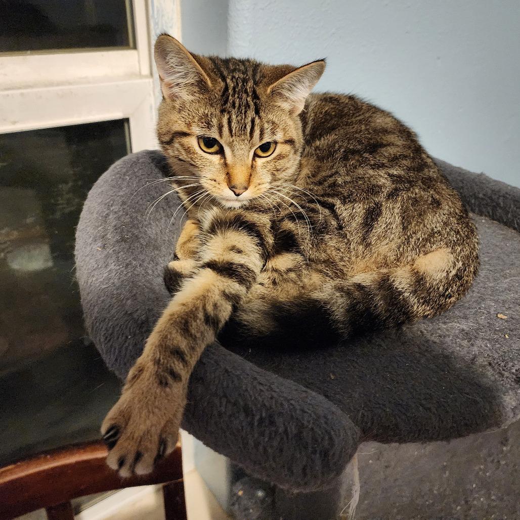 Bechamel, a Adoptable Domestic Short Hair in Milbank, SD image 3/4