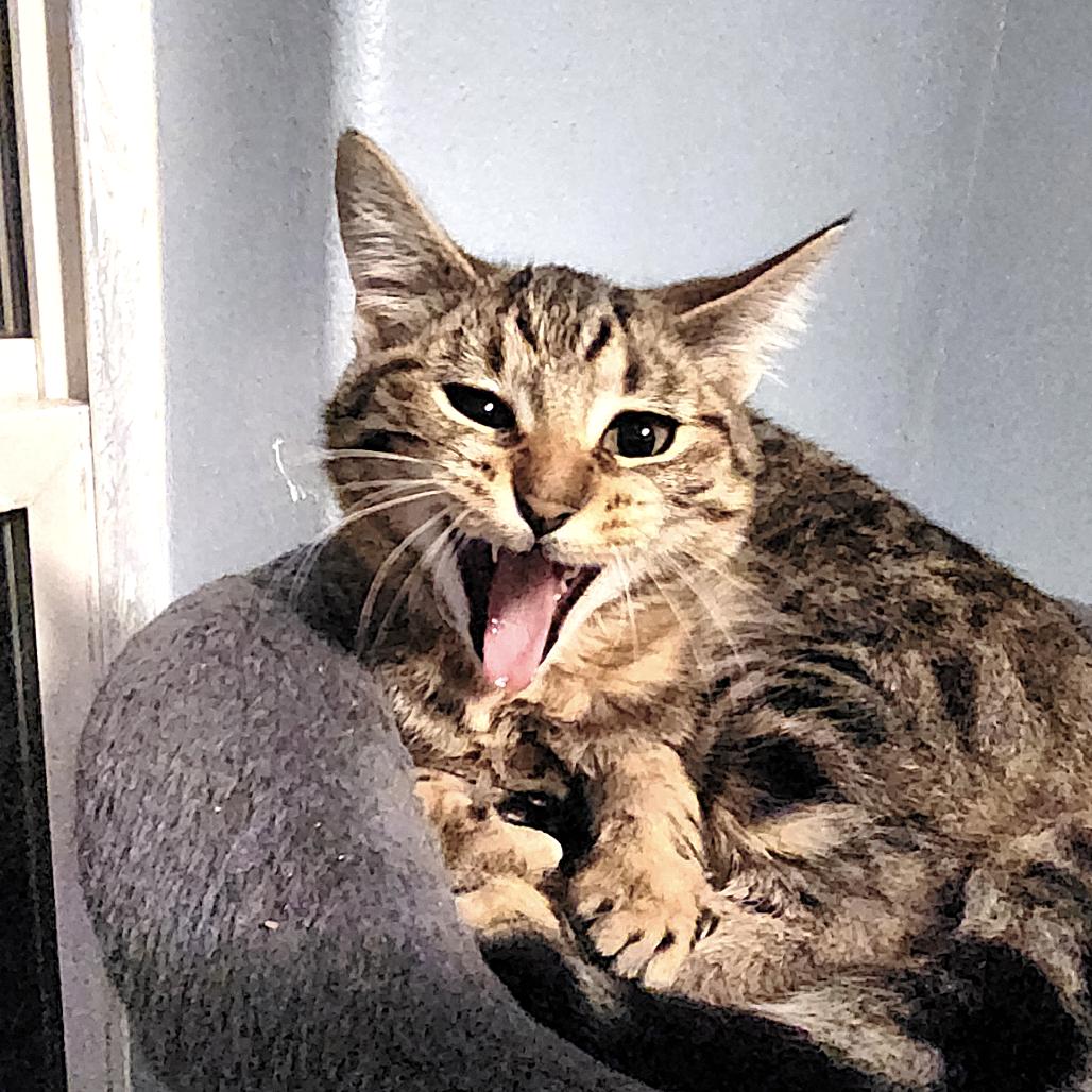 Bechamel, a Adoptable Domestic Short Hair in Milbank, SD image 4/4