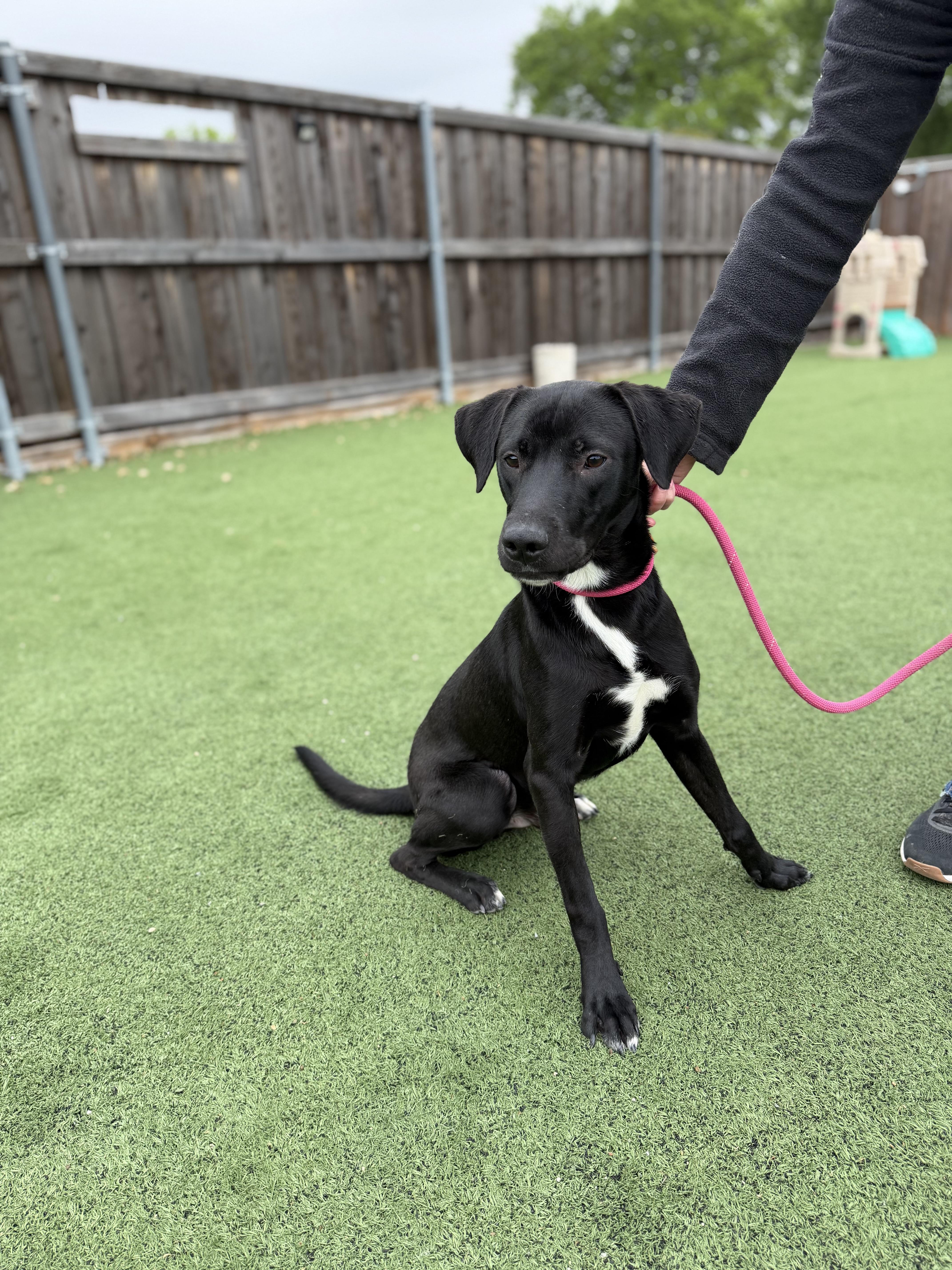 Enlarge Mercury, a Adoptable mixed breed in Indianapolis , IN image 1/6