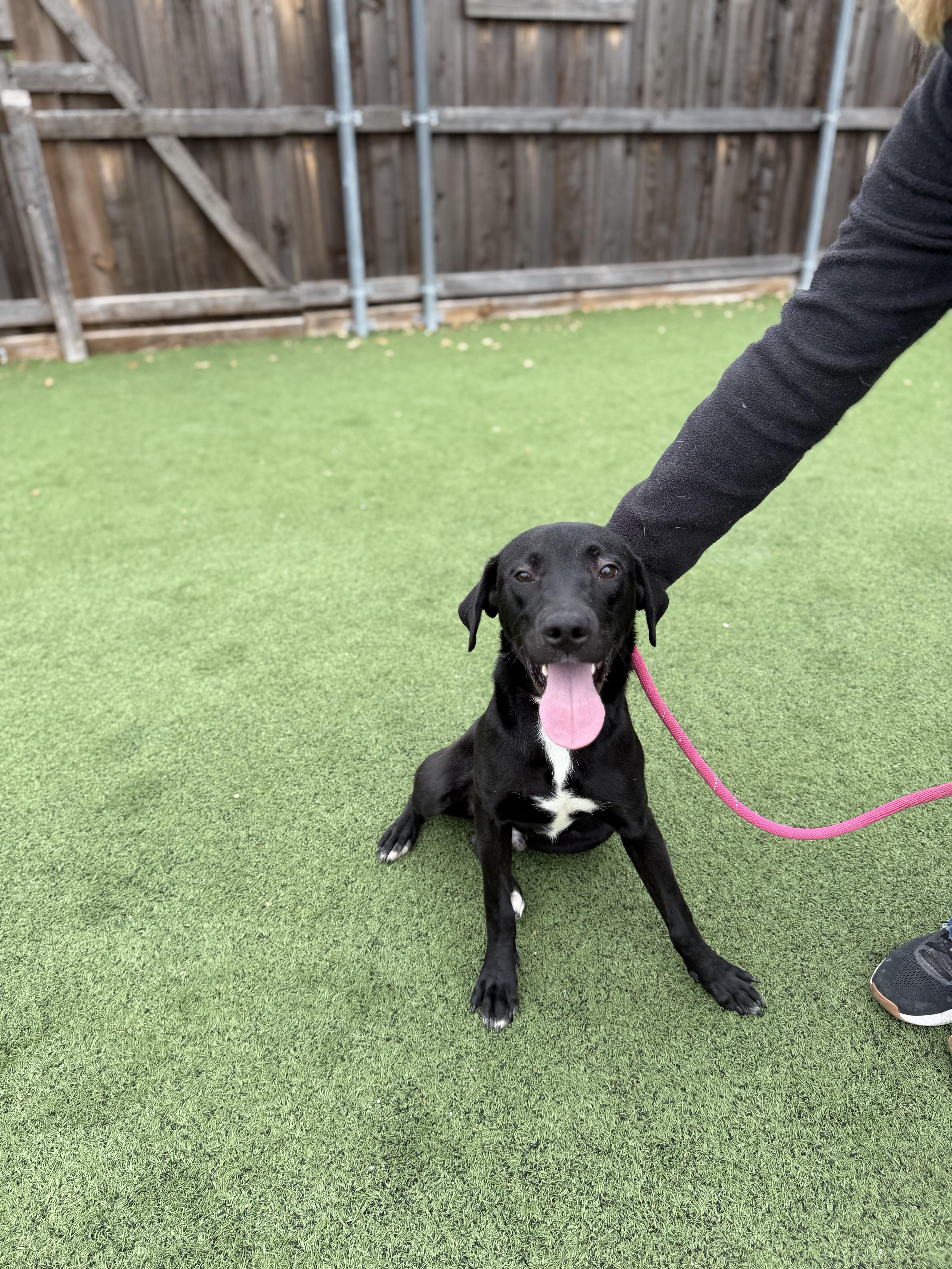 Enlarge Mercury, a Adoptable mixed breed in Indianapolis , IN image 3/6