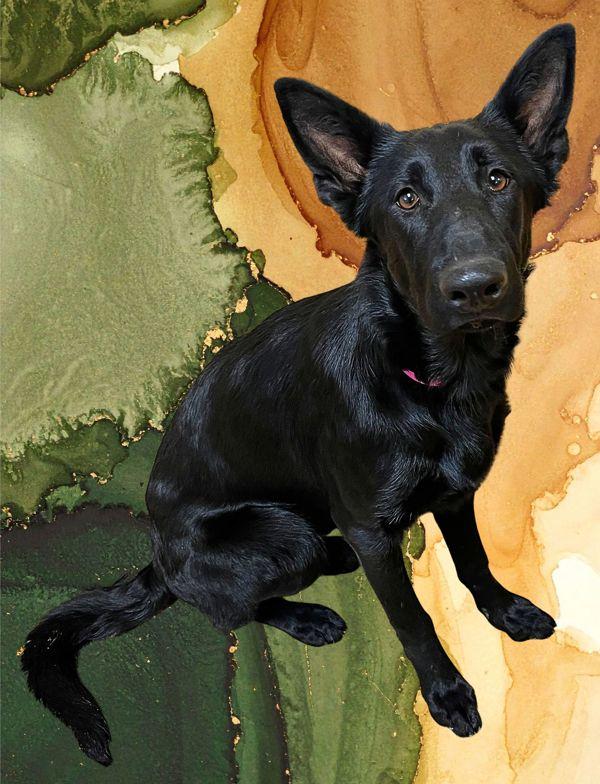 Saphire, Adoptable, Young Female German Shepherd Dog.