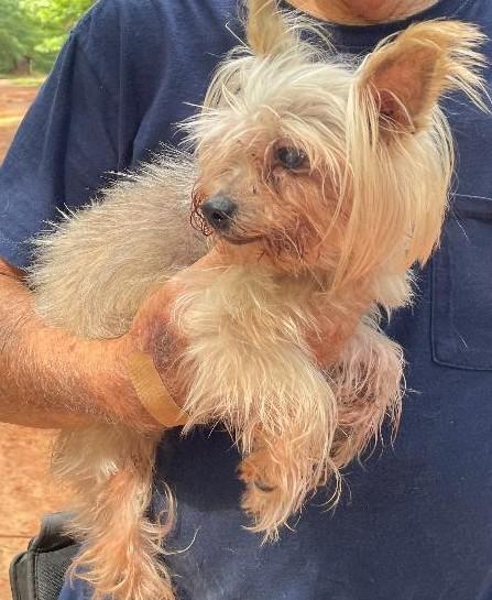Blondie, Adult Female unknown