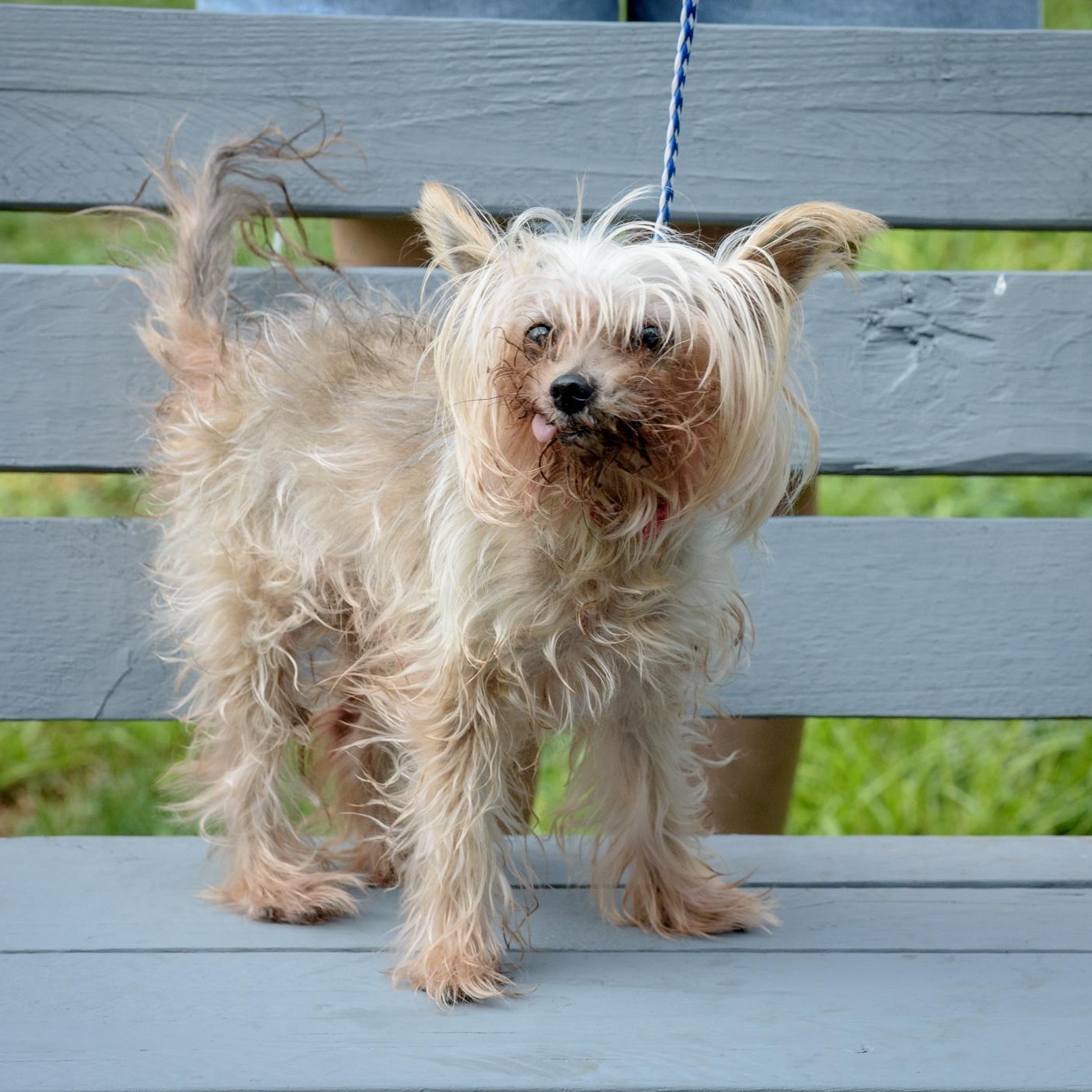Blondie photo 2