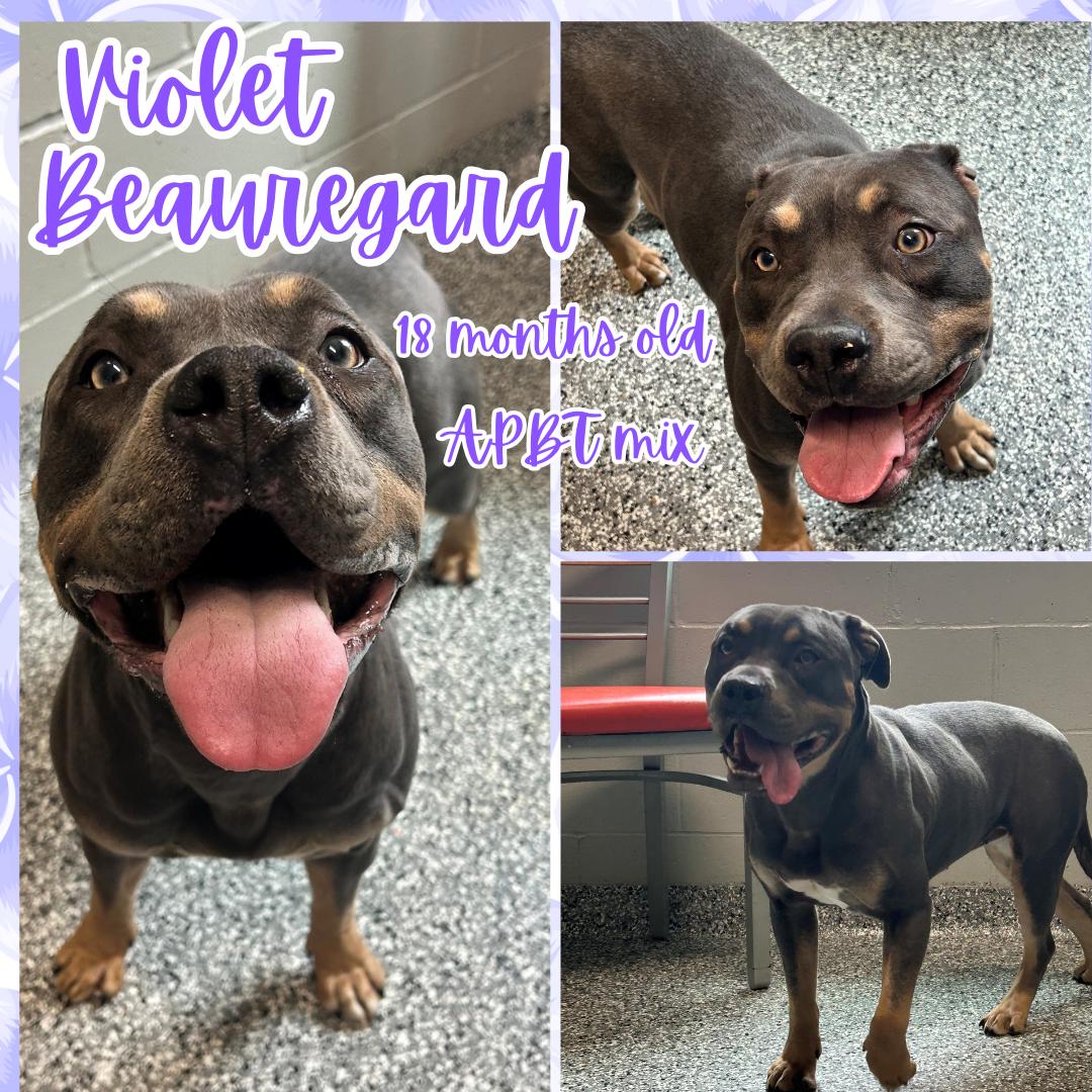 Enlarge Violet Beauregard, a ADOPTABLE Pit Bull Terrier in Franklin, IN image 1/1