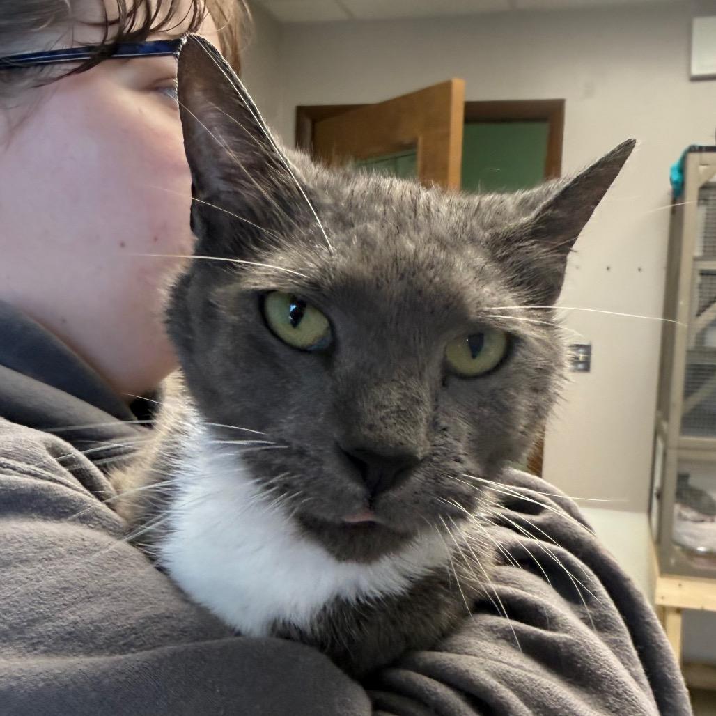Enlarge Sausage, a Adoptable Domestic Short Hair in Archbold , OH image 1/1