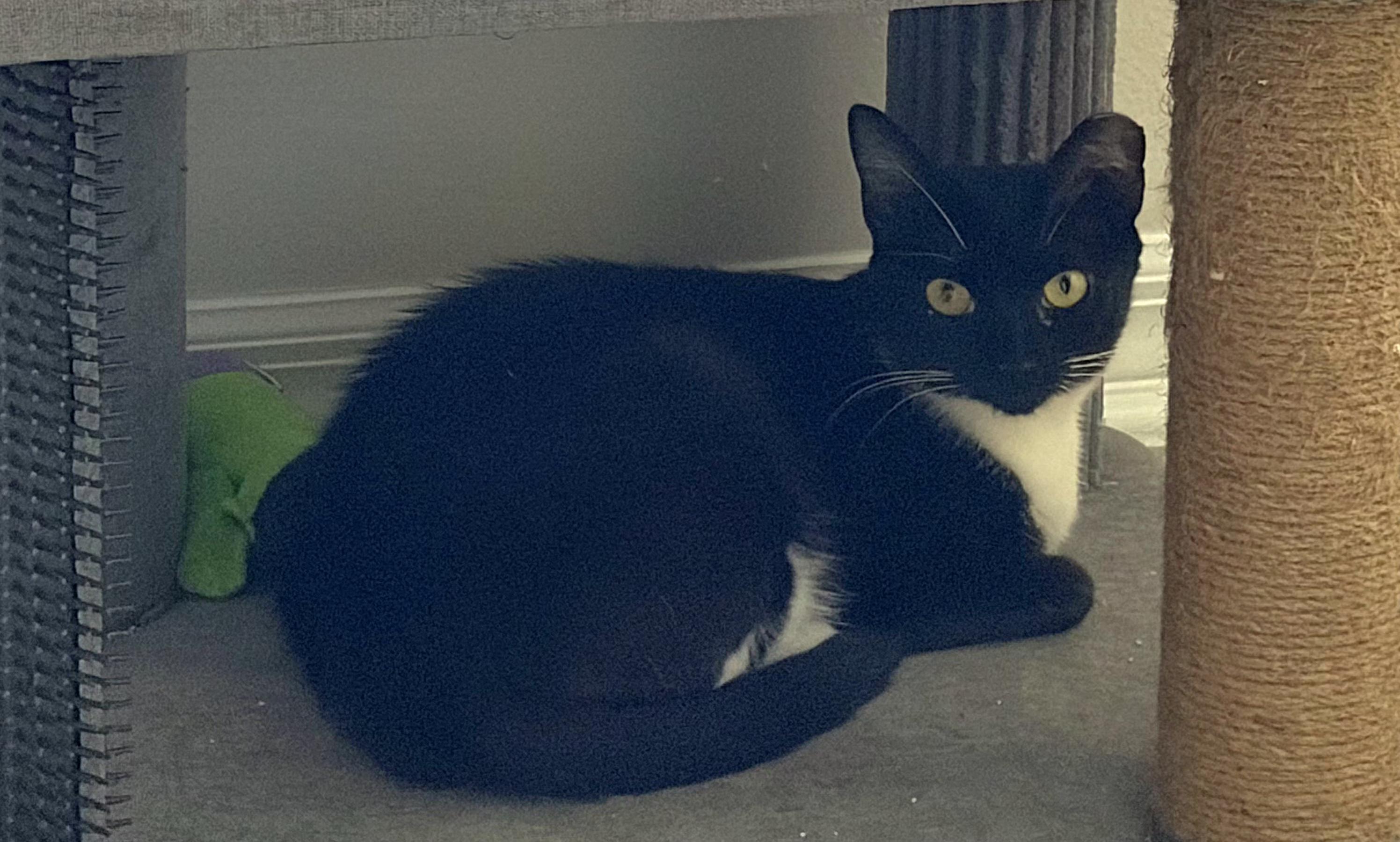 Enlarge Opal, a Adoptable mixed breed in Melbourne, FL image 5/5