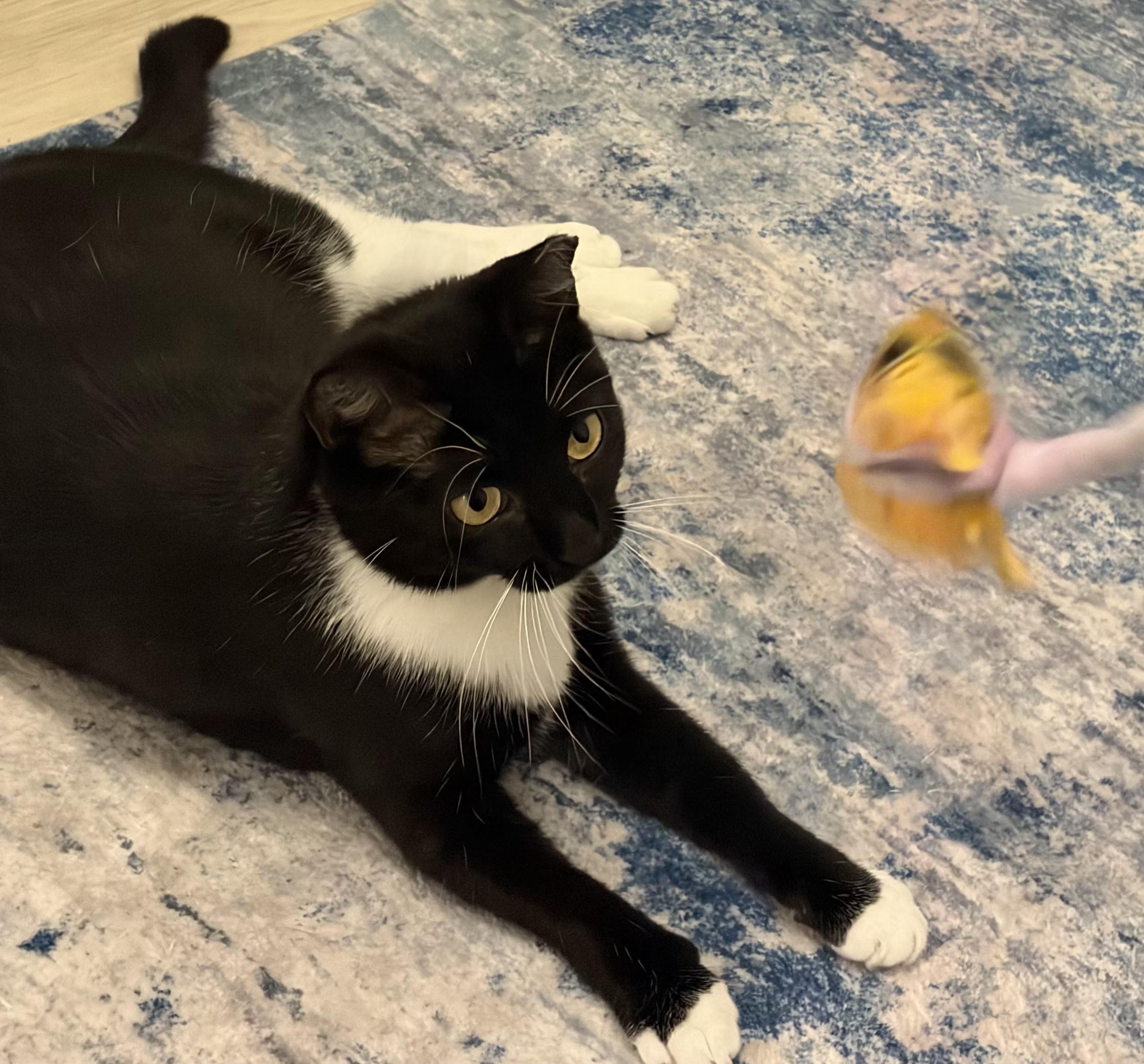 Enlarge Opal, a Adoptable mixed breed in Melbourne, FL image 3/5