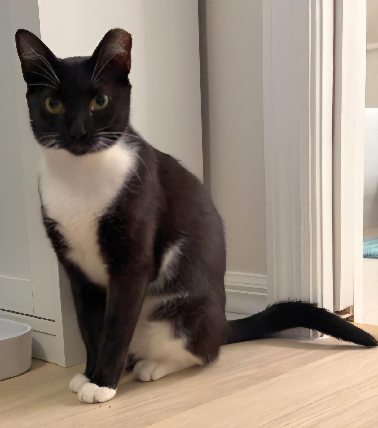Enlarge Opal, a Adoptable mixed breed in Melbourne, FL image 4/5