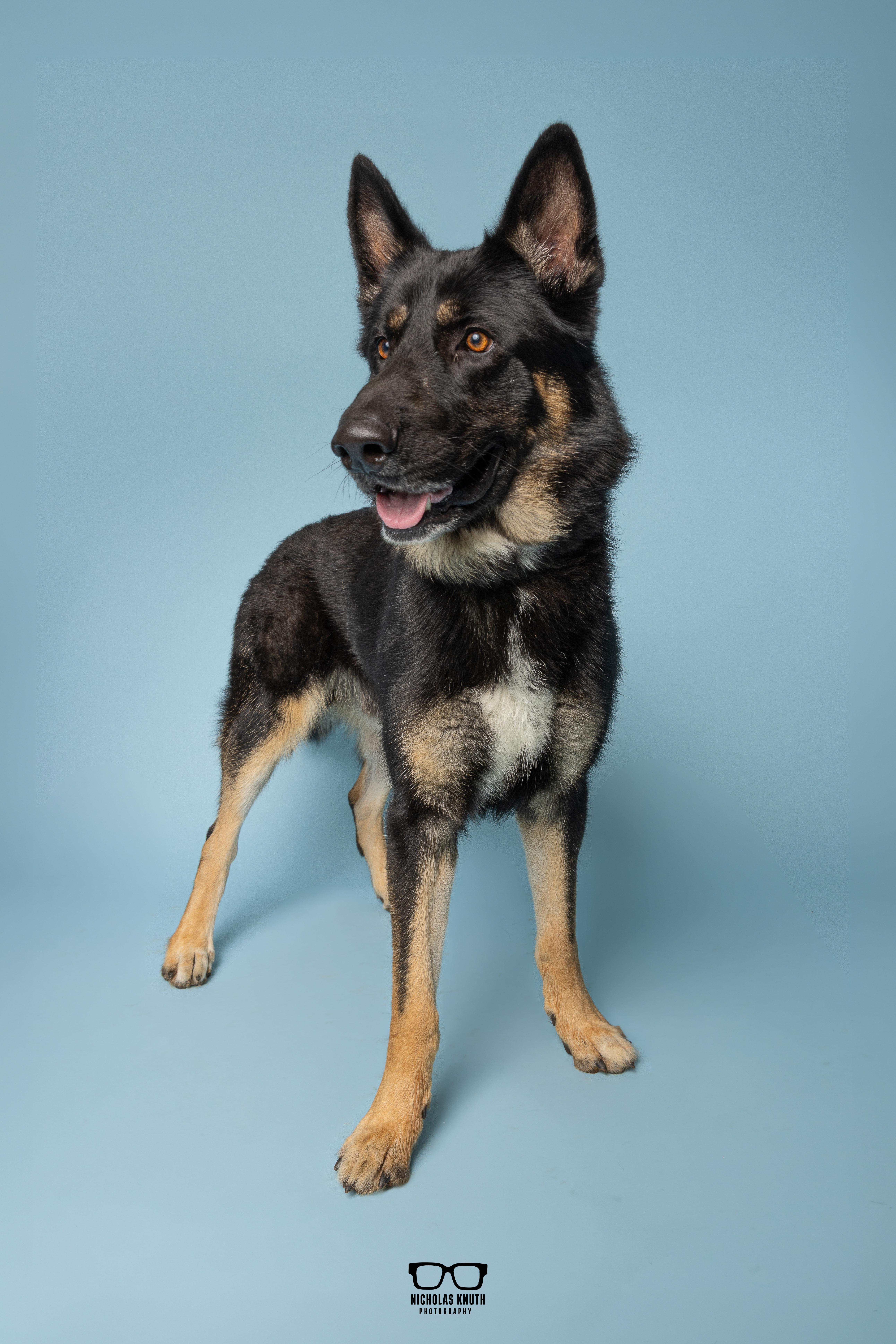 Enlarge Vuko, a Adopted German Shepherd Dog in Palatine, IL image 4/5