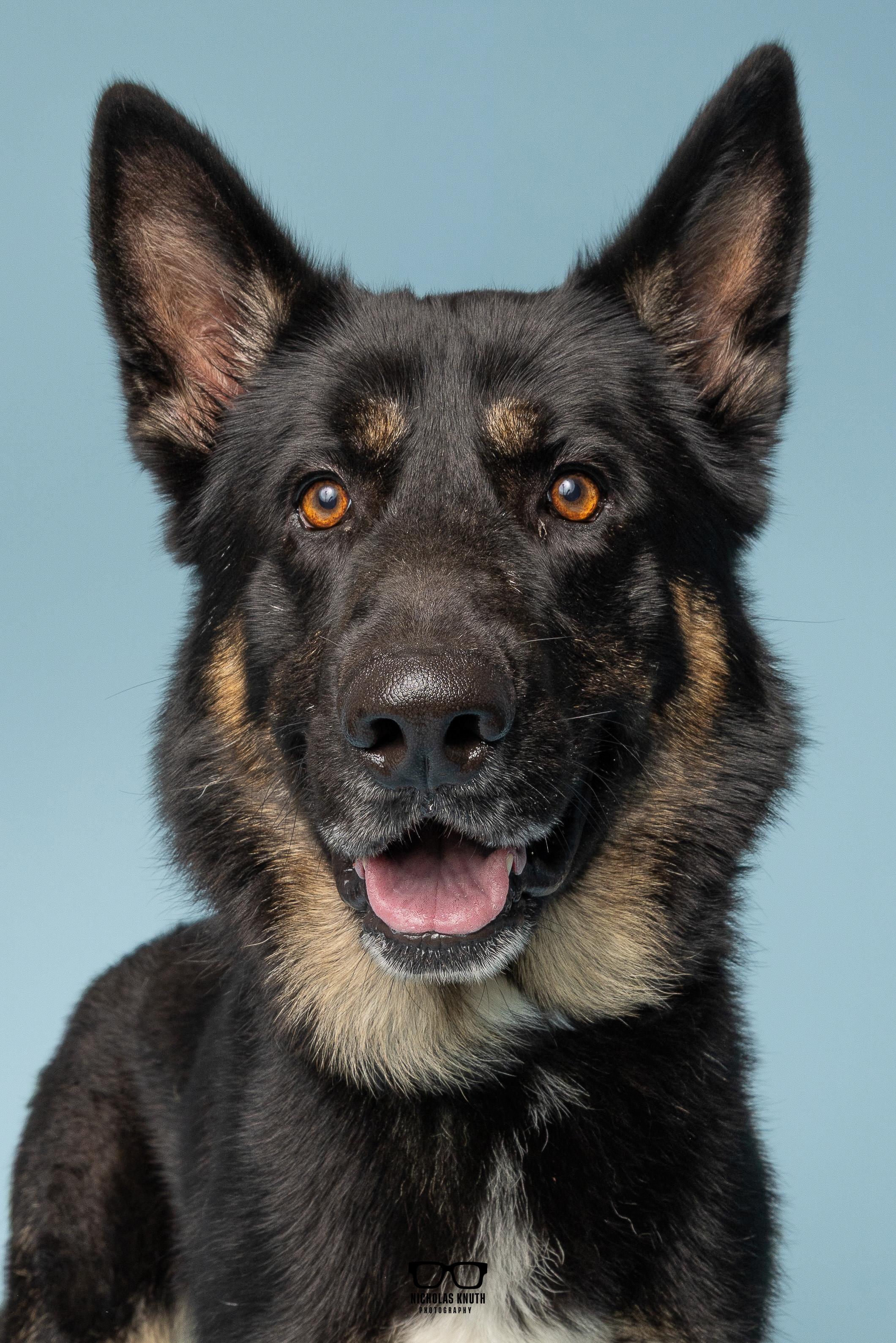 Vuko, Adopted, Adult Male German Shepherd Dog.