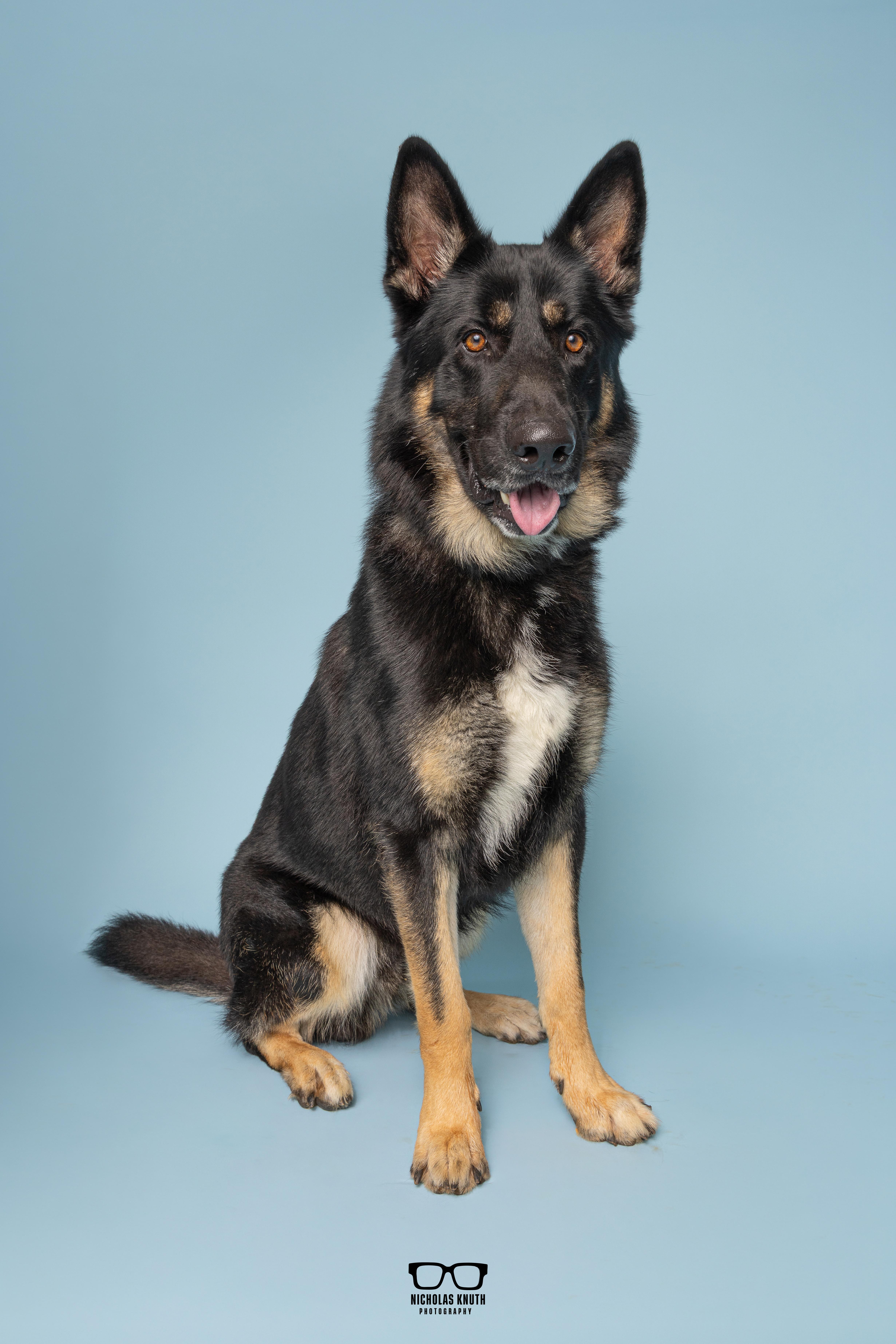 Enlarge Vuko, a Adopted German Shepherd Dog in Palatine, IL image 2/5