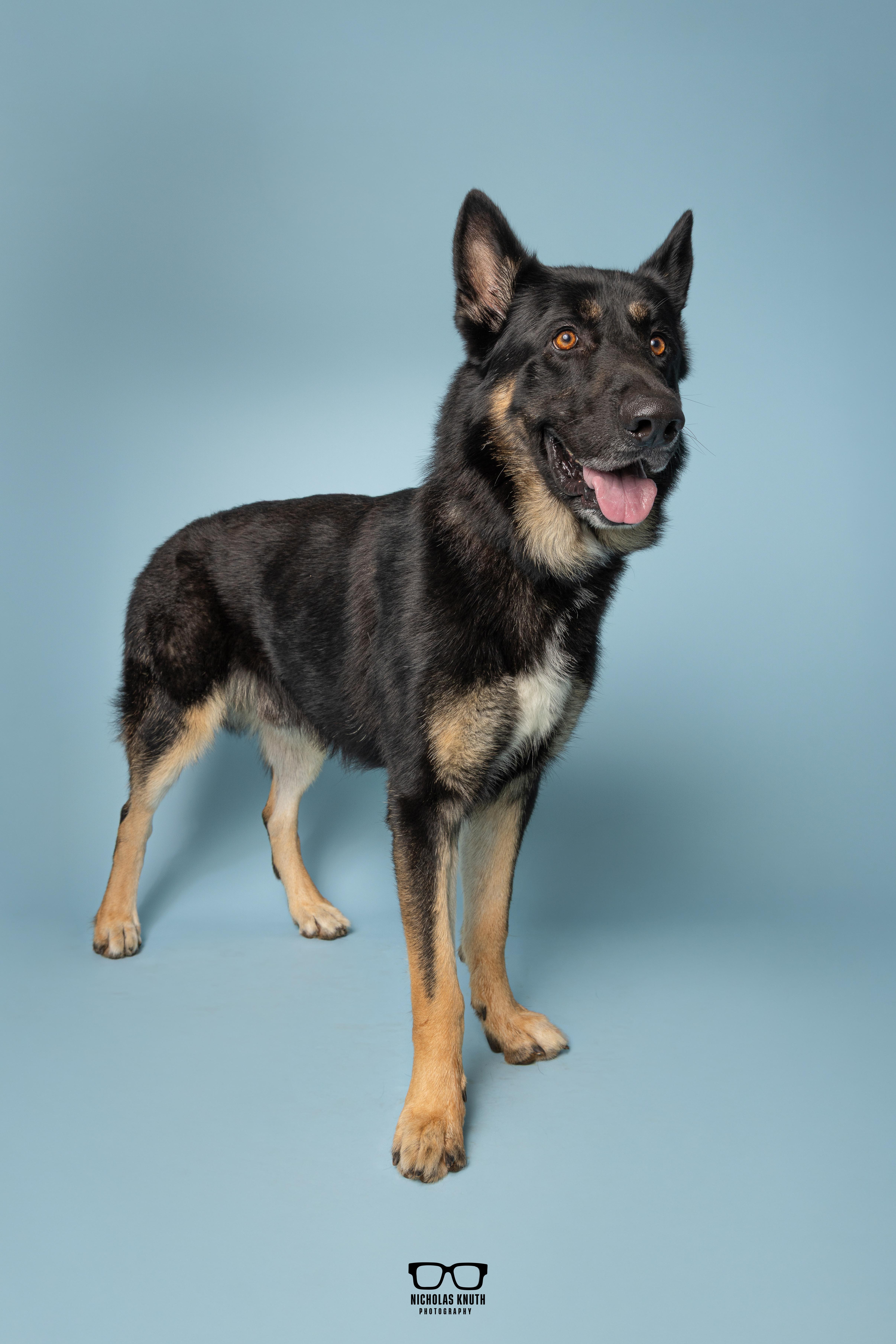 Enlarge Vuko, a Adopted German Shepherd Dog in Palatine, IL image 5/5