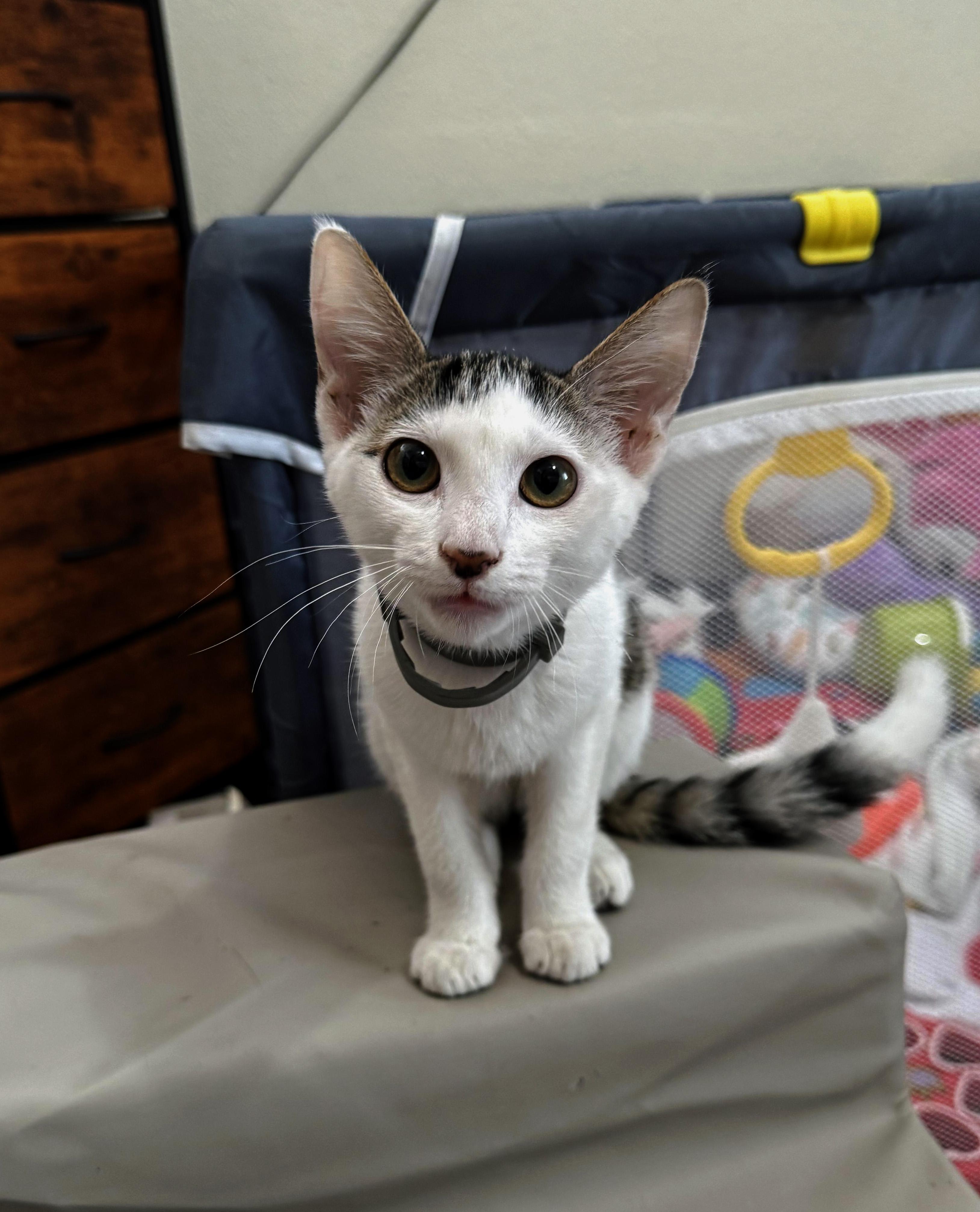 Enlarge Beep Beep, a Adoptable Domestic Short Hair in Fresno, CA image 1/4