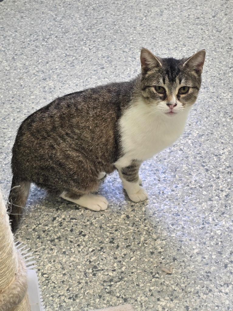 Enlarge RayGun, a Adoptable mixed breed in Auburn, IN image 1/2