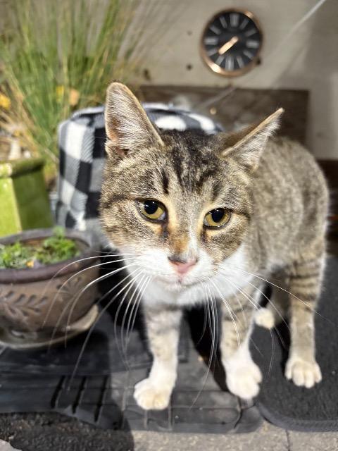 RayGun, Adoptable, Young Female Domestic Short Hair.