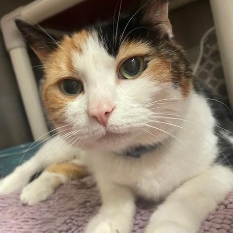 Saffron, ADOPTABLE, Adult Female Domestic Short Hair.