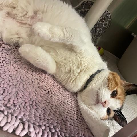 Enlarge Saffron, a ADOPTABLE Domestic Short Hair in Honesdale, PA image 2/4
