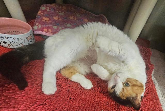 Enlarge Saffron, a ADOPTABLE Domestic Short Hair in Honesdale, PA image 4/4