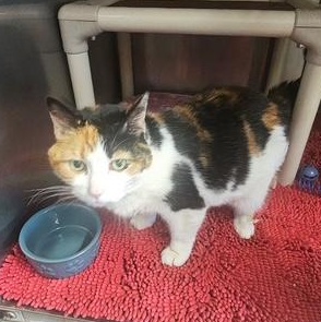 Enlarge Saffron, a ADOPTABLE Domestic Short Hair in Honesdale, PA image 3/4