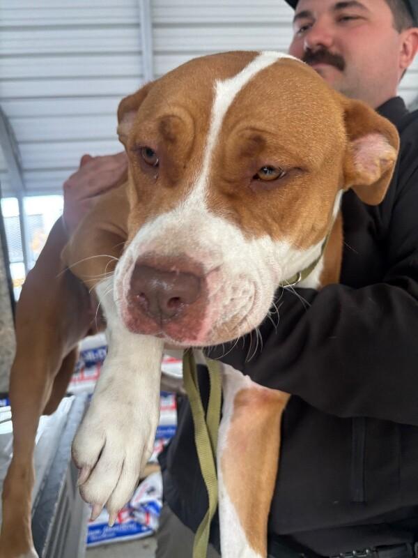 Sammie, a Adoptable Pit Bull Terrier in Supply, NC image 1/2