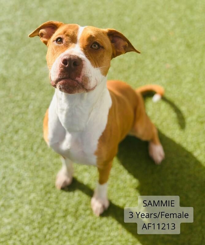 Sammie, a Adoptable Pit Bull Terrier in Supply, NC image 2/2