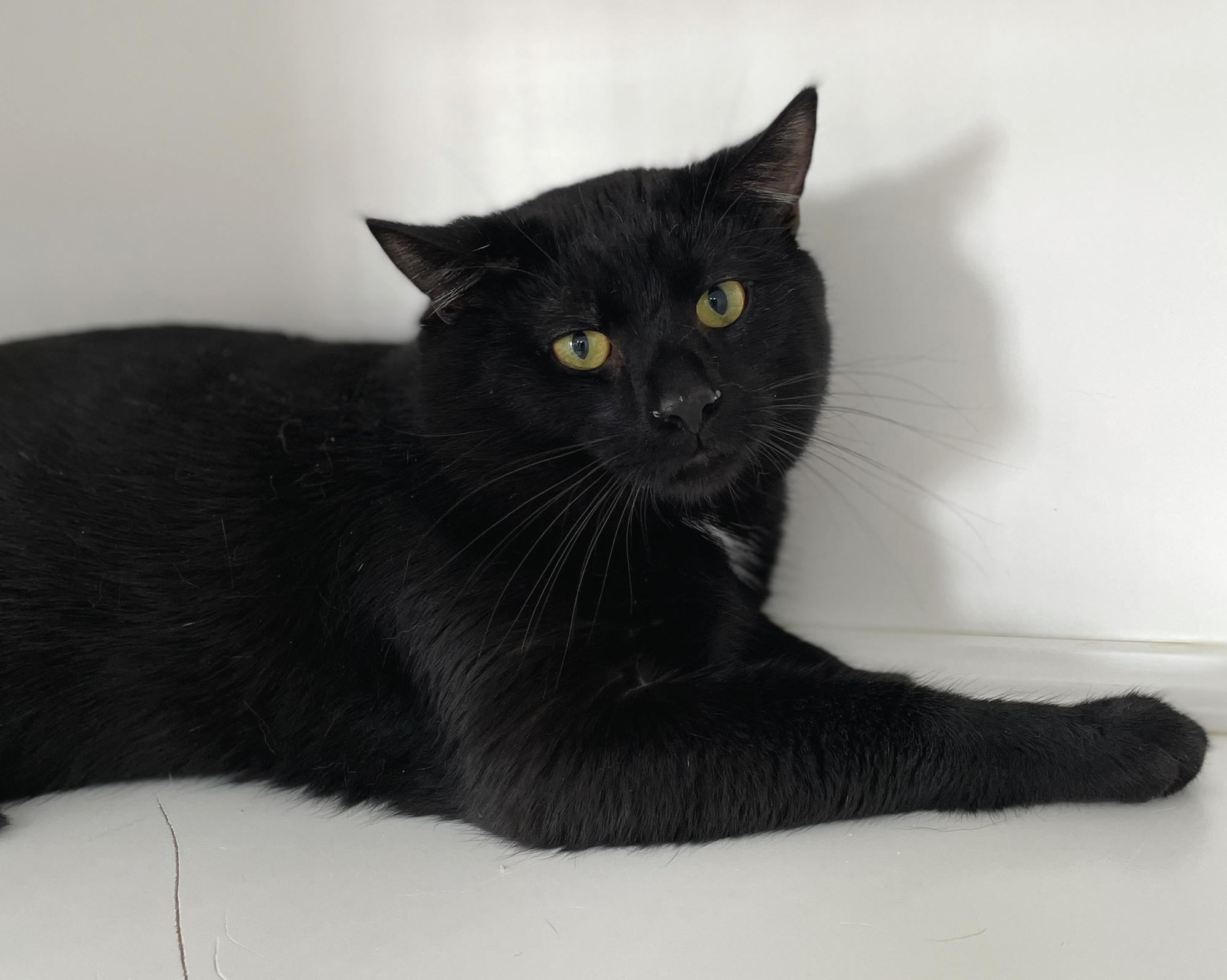 Enlarge Freddie Purrcury, a Adoptable Domestic Short Hair in Neillsville, WI image 5/6