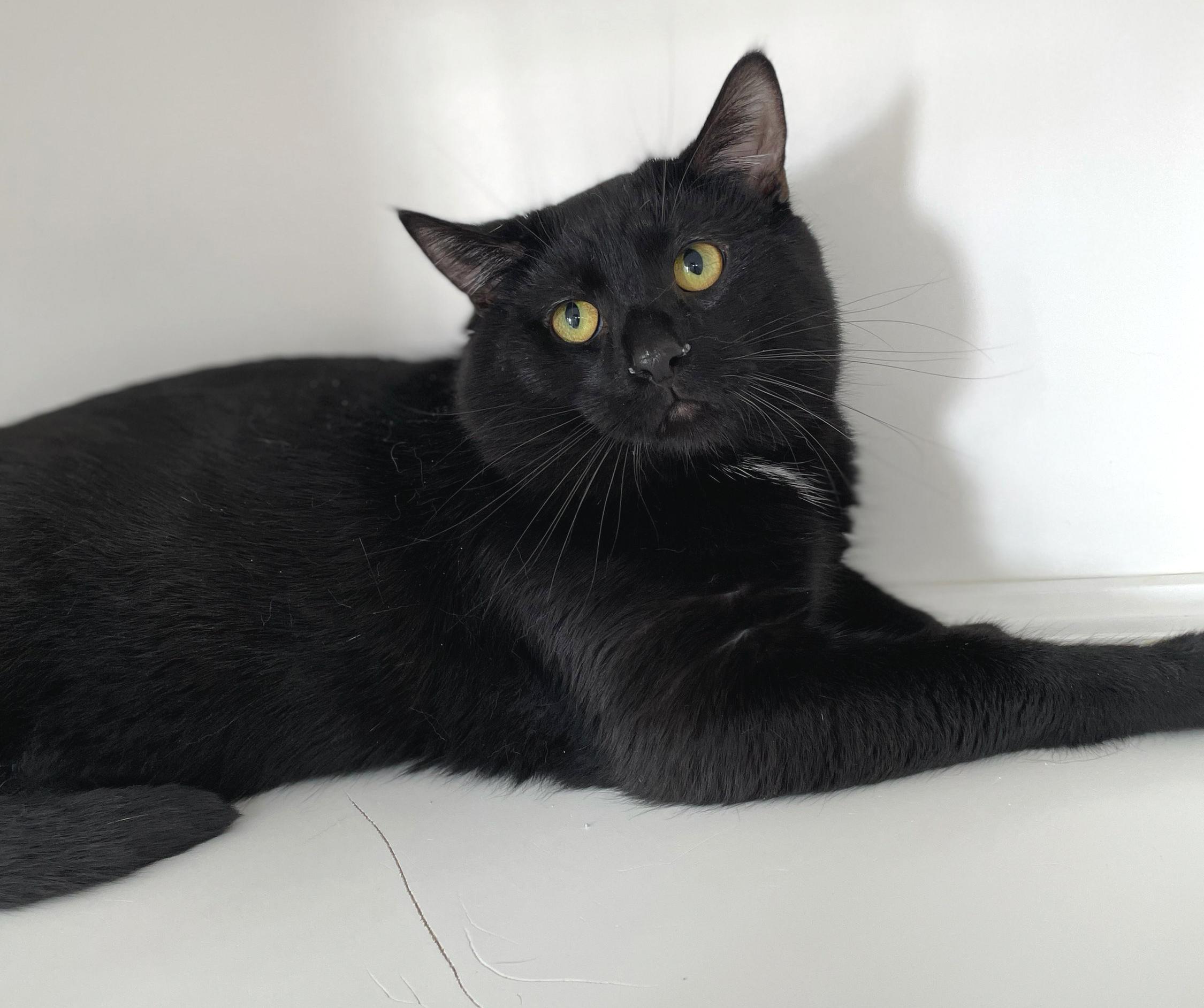 Enlarge Freddie Purrcury, a Adoptable Domestic Short Hair in Neillsville, WI image 2/6