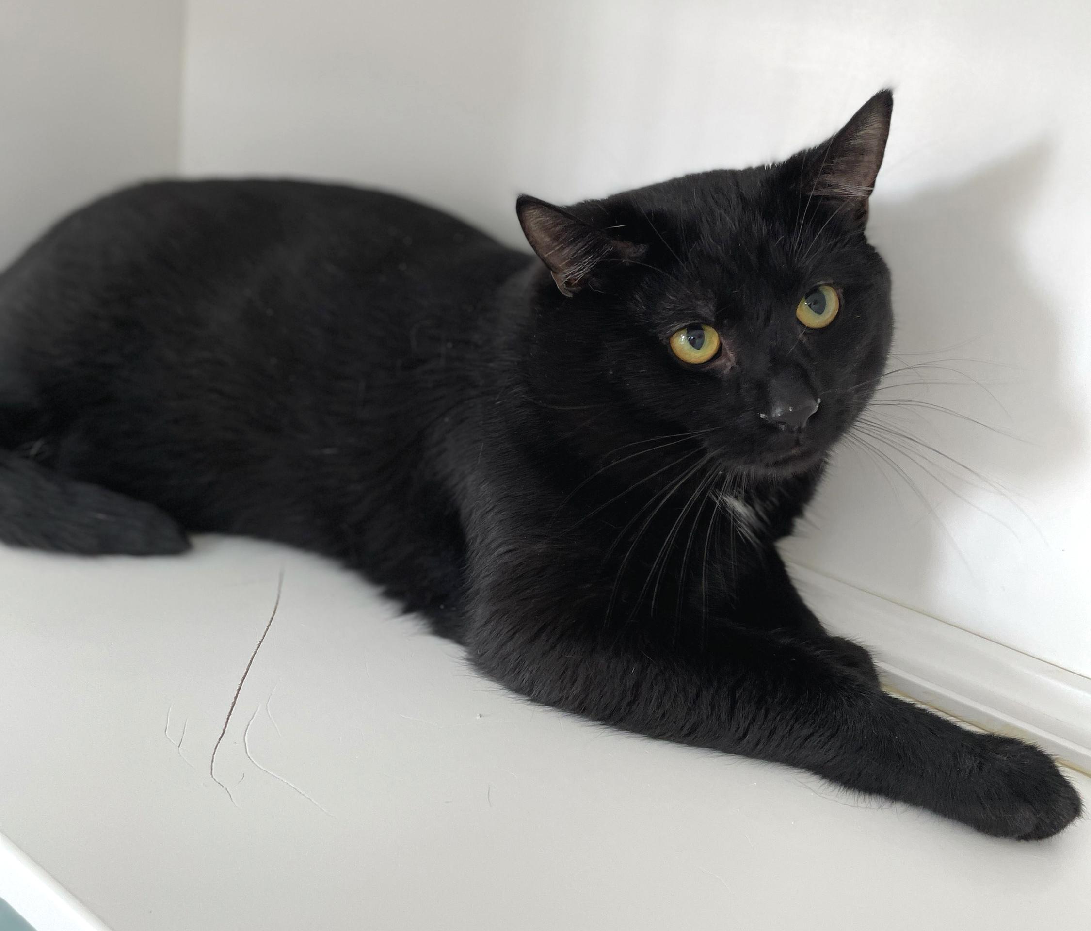 Freddie Purrcury, Adoptable, Young Male Domestic Short Hair.