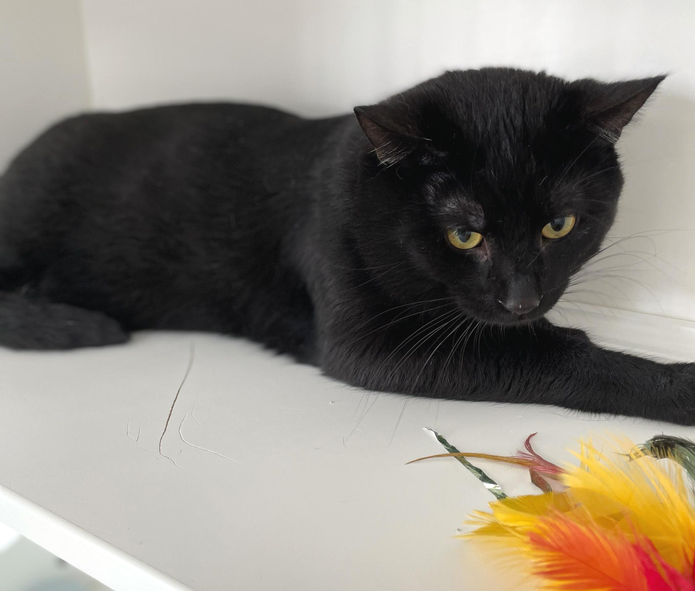 Enlarge Freddie Purrcury, a Adoptable Domestic Short Hair in Neillsville, WI image 3/6