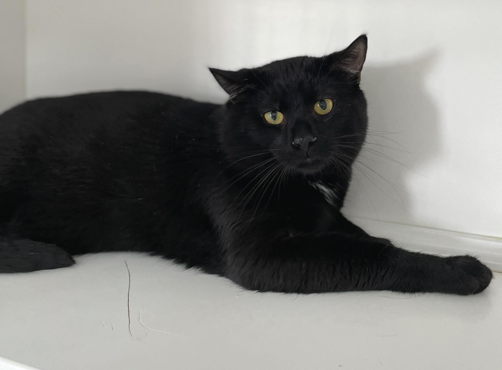 Enlarge Freddie Purrcury, a Adoptable Domestic Short Hair in Neillsville, WI image 6/6