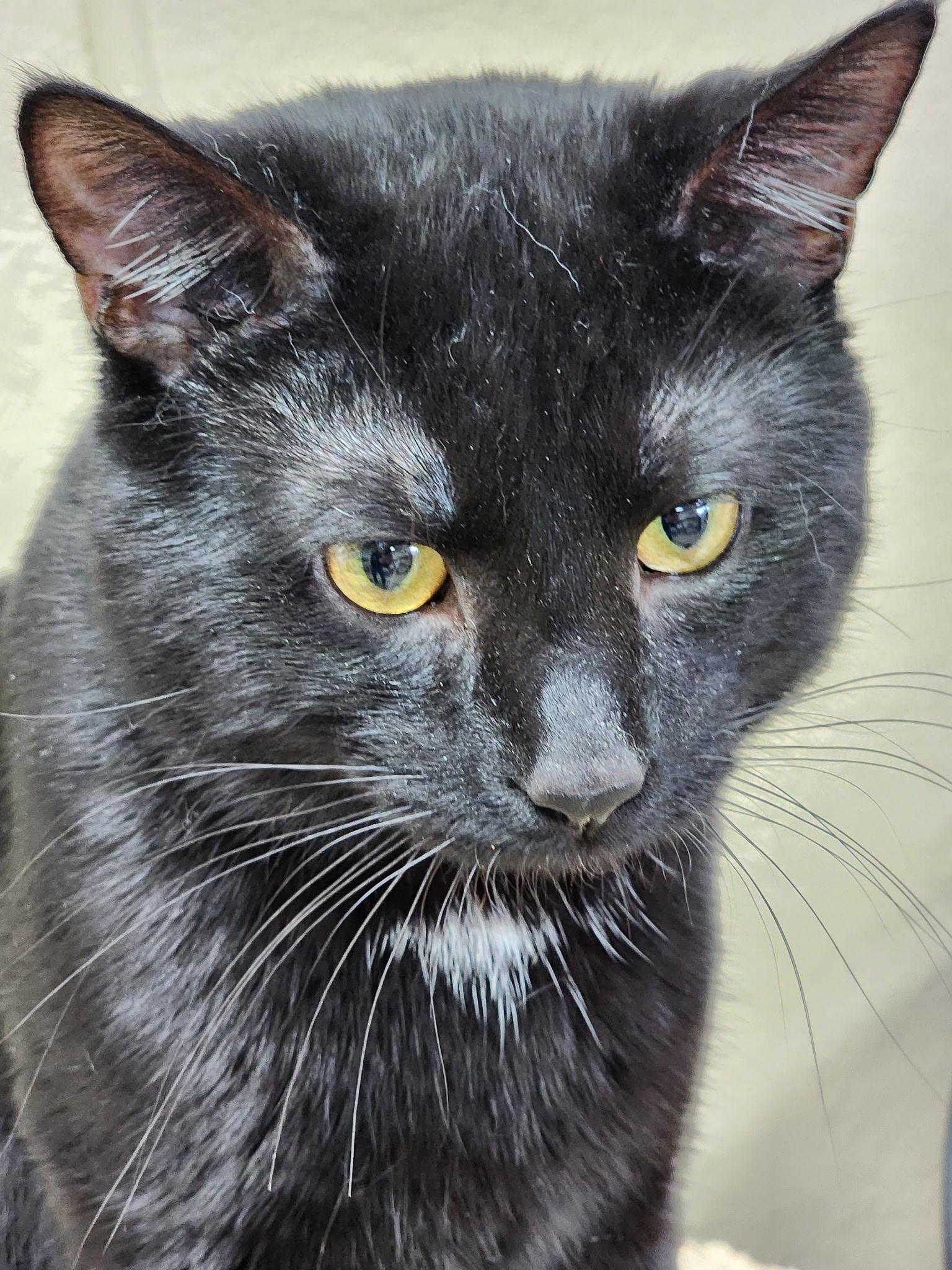 Freddie Purrcury, Adoptable, Young Male Domestic Short Hair.