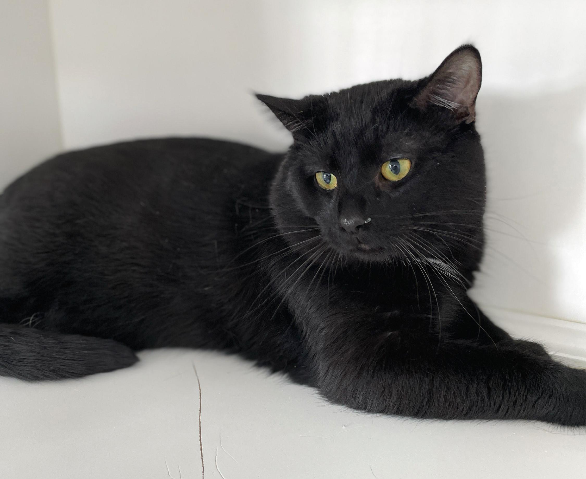 Enlarge Freddie Purrcury, a Adoptable Domestic Short Hair in Neillsville, WI image 4/6